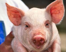 D.C. Insiders Live It Up at Taxpayer-Funded Pork Party House