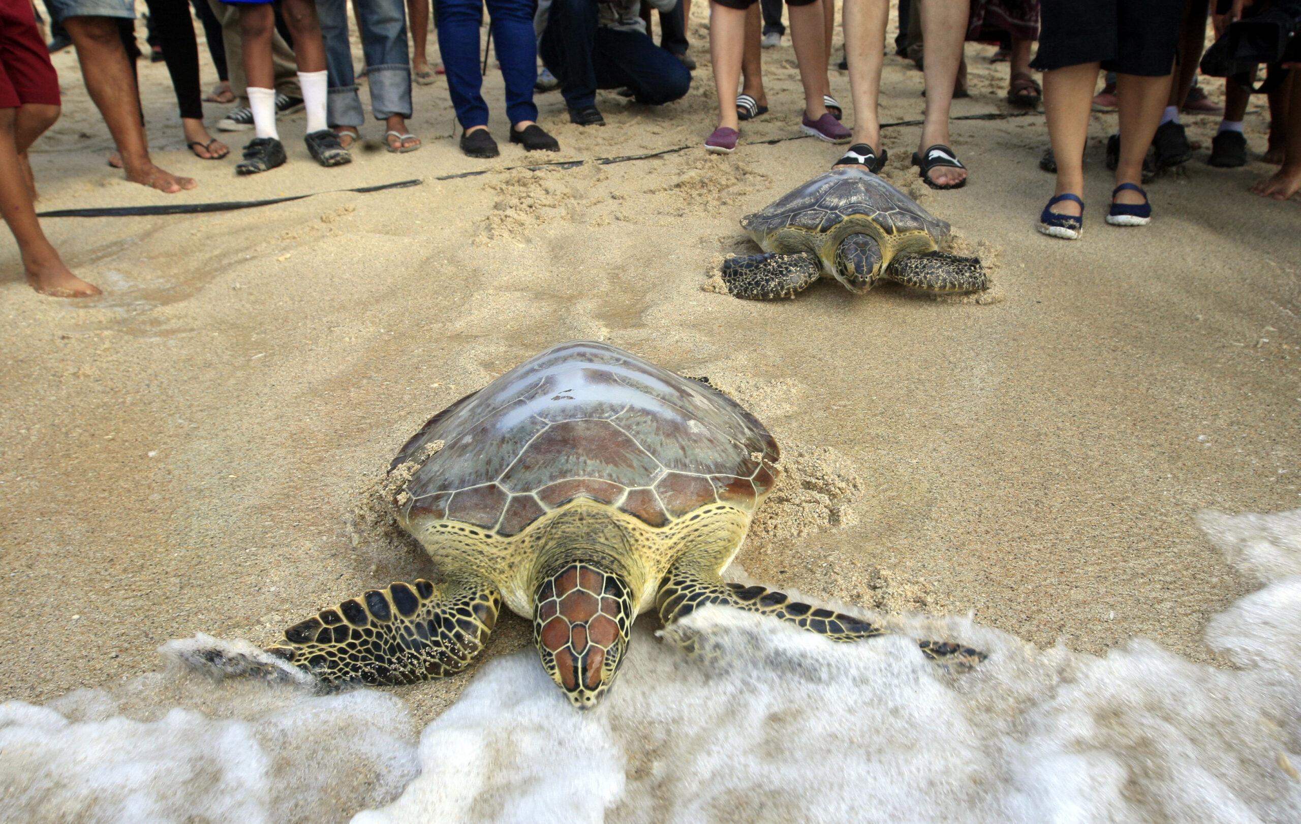 Image of Asia: Olive ridley turtles head into sea