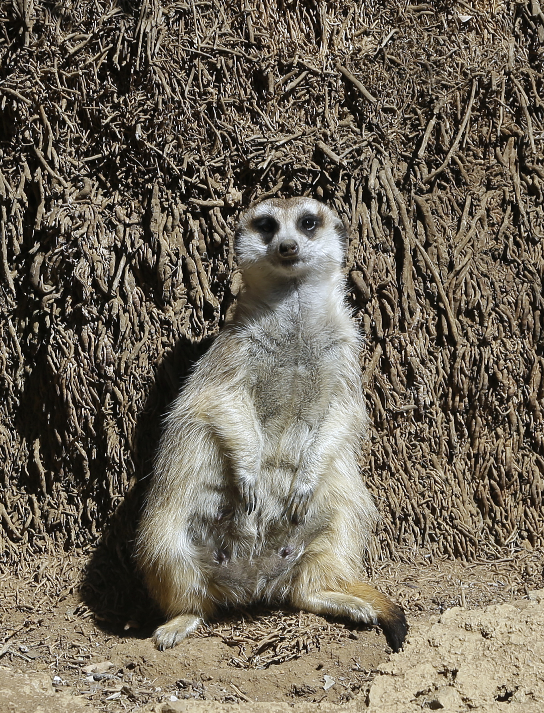 New study explores sinister side of meerkats