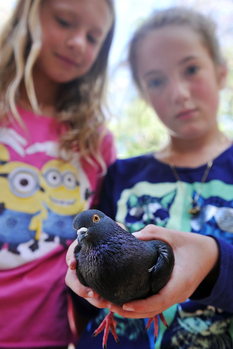 Tara Atkins holds her pet pigeon, Foresta, Wednesday May 21, 2014 at her friend Lily Templeton's house in Helena, Mont.  (AP Photo/The Independent Record, Eliza Wiley)