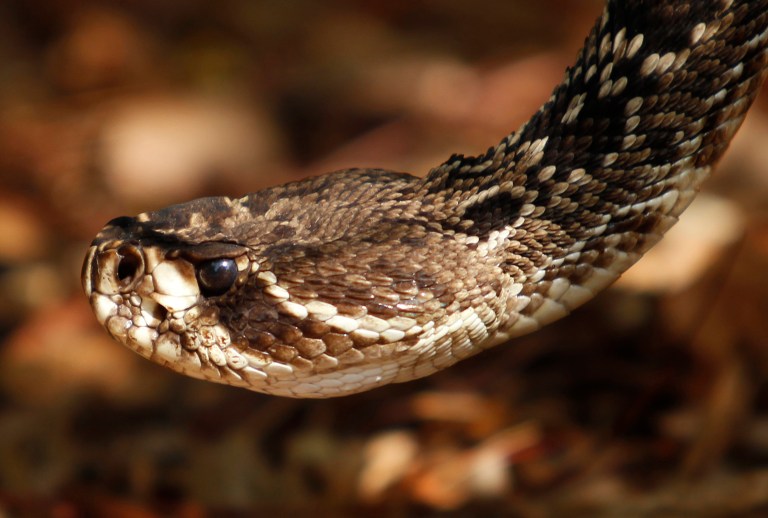 The animals slated for review include everything from the poisonous eastern diamondback rattlesnake to the coastal flatwood crayfish. (AP Photo)