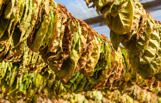 The Tobacco Transition Payment Program is one of several run by the U.S. Department of Agriculture's Farm Service Agency subject to 