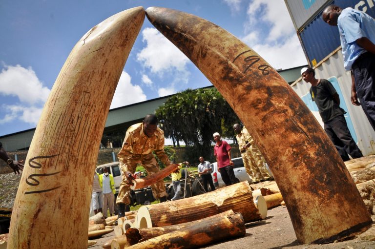 FILE - In this Tuesday, Oct. 8, 2013 file photo, Kenyan officials display some of more than 1,600 pieces of illegal ivory found hidden inside bags of sesame seeds in freight traveling from Uganda, in Kenya's major port city of Mombasa, Kenya. A Kenyan court sentenced a Chinese man Tang Yong Jian on Tuesday, Jan. 28, 2014 to seven years in jail, or a fine of about US$230,000, for ivory smuggling in the first case since the country passed a stringent new law to deter illegal trading in wildlife products. (AP Photo, File)