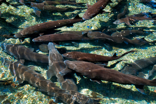 Ron Arnold: Bureaucratic miracle of cooperation saves sturgeon fishery