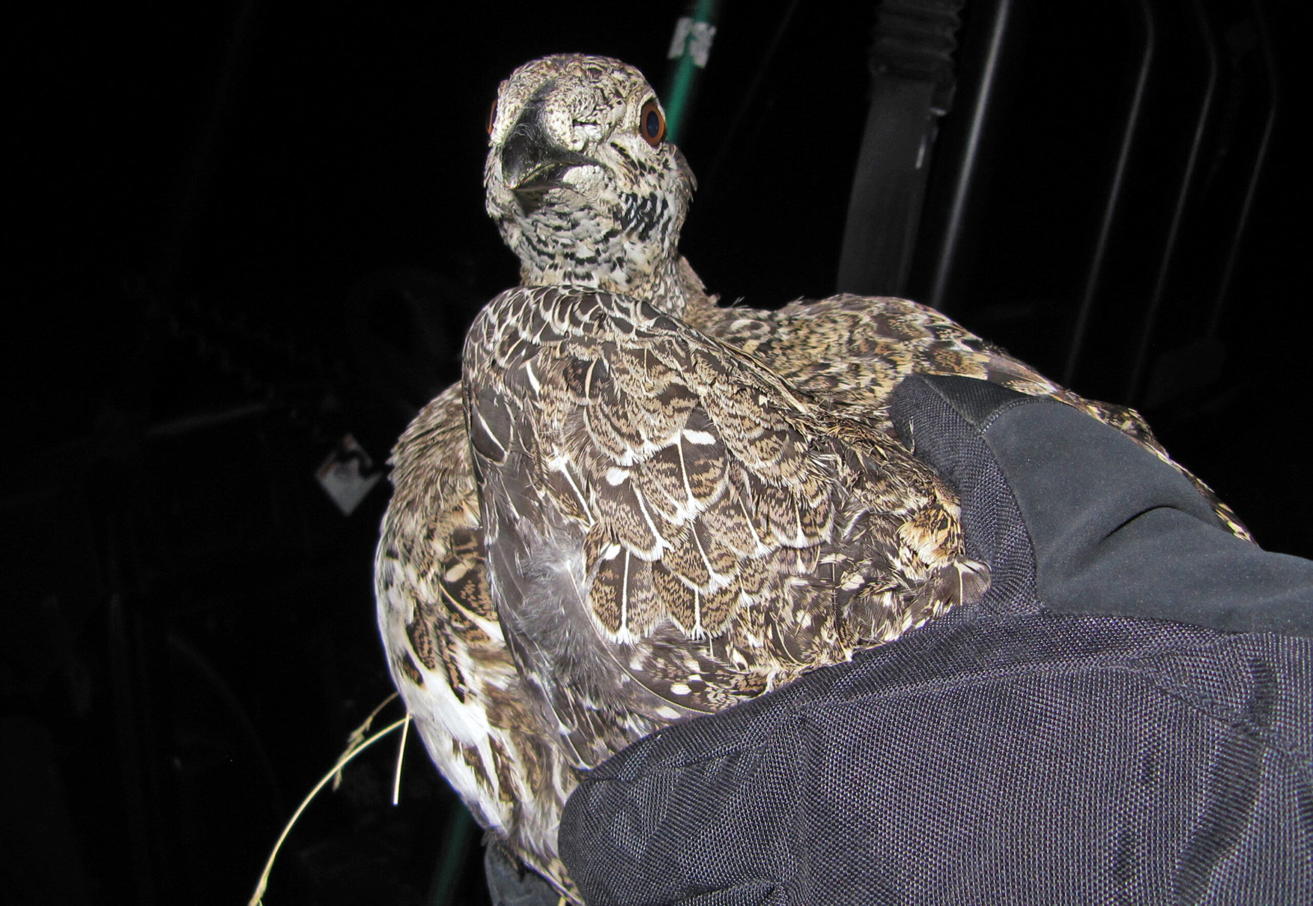 Interior chief sees no endangered species listing for sage grouse