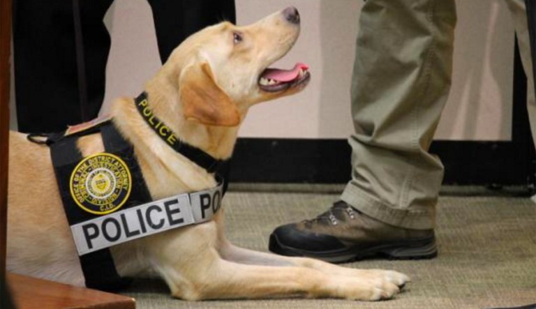 These special service dogs are essentially a hyper-effective extra pair of eyes for investigators pursuing evidence of child pornography. (U.S. Immigration and Customs Enforcement)