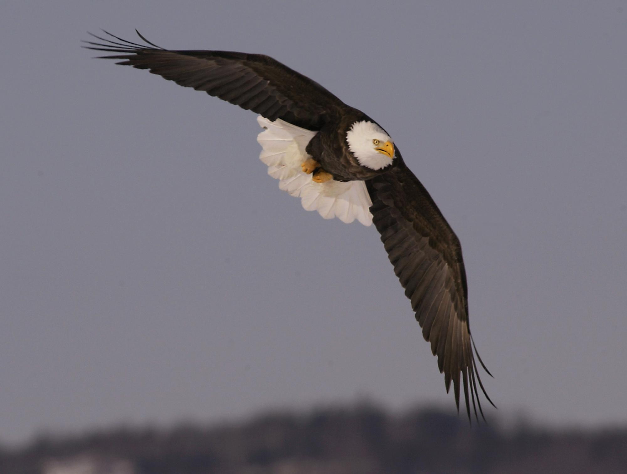 Feds allow wind industry to kill more eagles