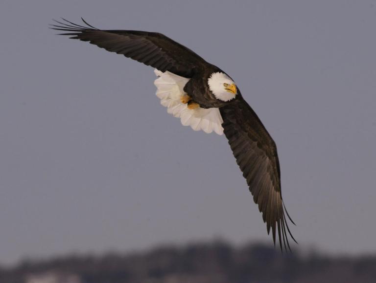 The Fish and Wildlife Service says the bald eagle population is healthy enough to sustain added losses. (AP Photo/Andrew Vaughan, File)