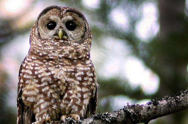 It’s back: Northern Spotted Owl