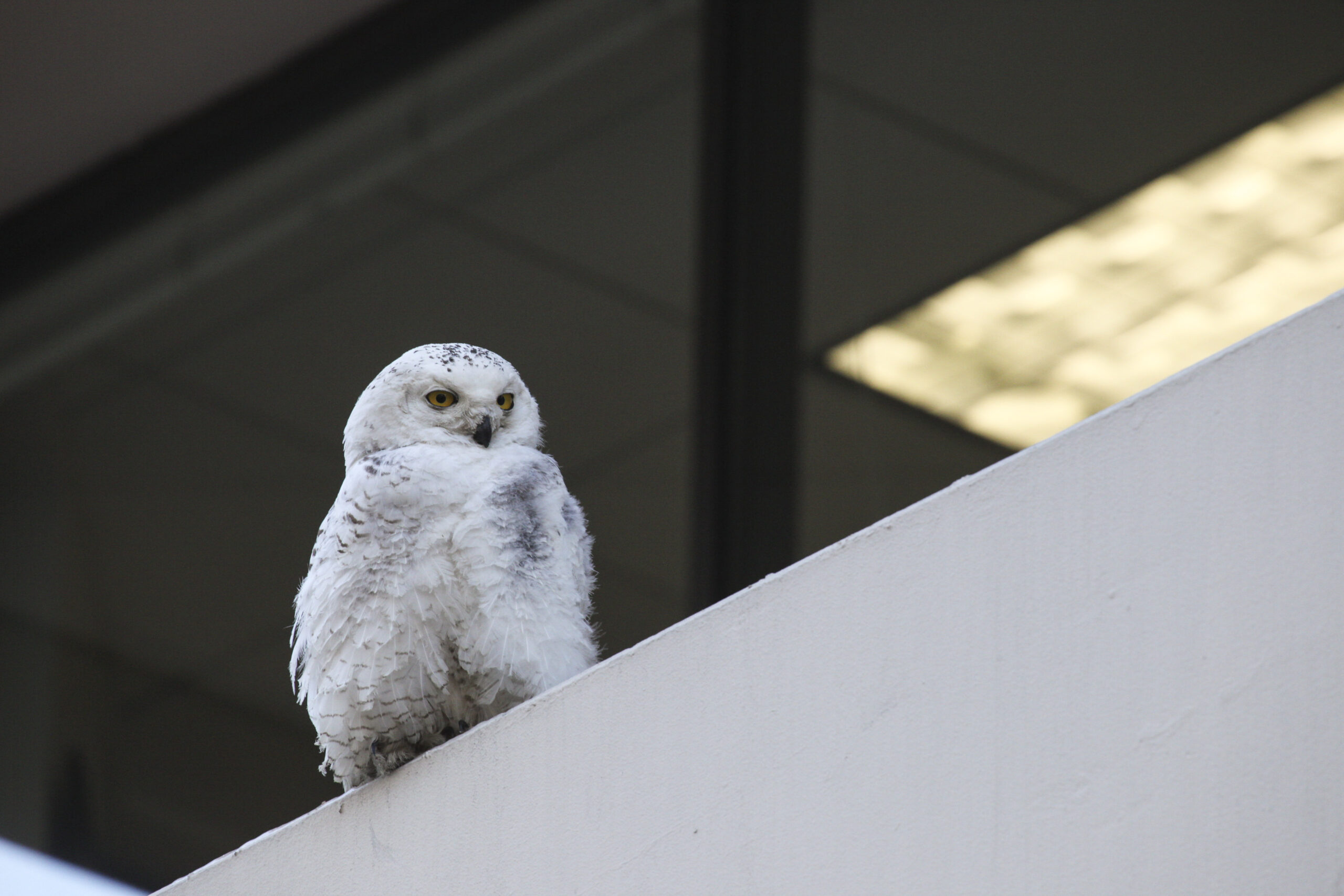 Snowy owl that survived bus hit dies in Minnesota