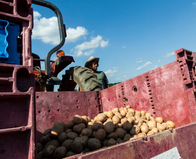 In this July 30, 2012, file photo, a farm hand stands by the harvested potato crop at King's Hill Farm at Mineral Point, Wis. Nutritionists say Americans don't need more white potatoes. But Congress has repeatedly disagreed. (AP Photo/Sitthixay Ditthavong, File)
