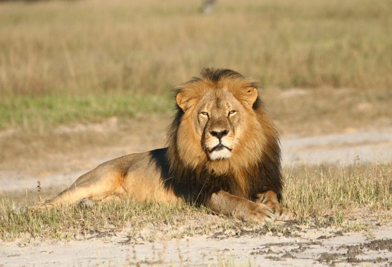 In this undated photo provided by the Wildlife Conservation Research Unit, Cecil the lion rests in Hwange National Park, in Hwange, Zimbabwe. (Andy Loveridge/Wildlife Conservation Research Unit via AP)