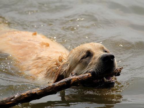 D.C. hosting a dog day afternoon