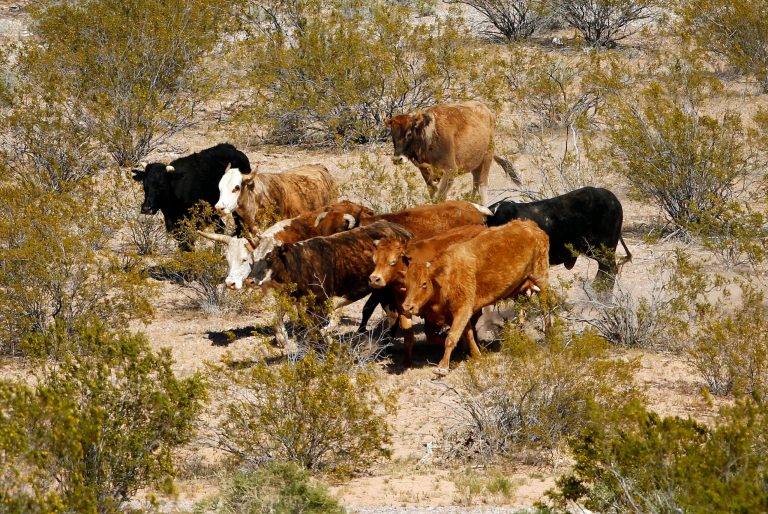 FILE - In this April 7, 2014 file photo, cattle belonging to Cliven Bundy are rounded up with a helicopter near Bunkerville, Nev. The federal Bureau of Land Management says six cattle died in a roundup of animals it says rancher Cliven Bundy allowed to graze illegally on public land outside his southern Nevada property. The BLM said Tuesday, April 22, 2014, that two of four animals that were euthanized bore Bundy brands.  (AP Photo/Las Vegas Review-Journal, John Locher, File)