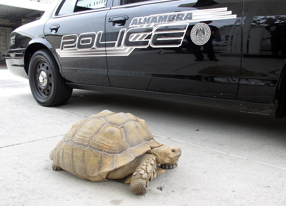 150-pound tortoise found strolling in LA suburb