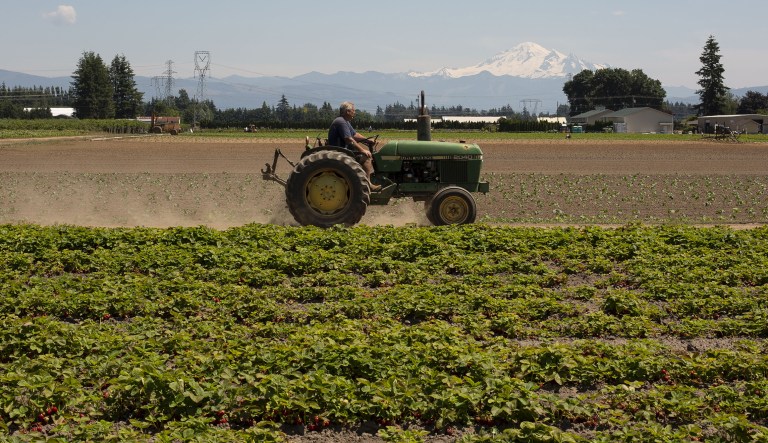 A farmer drives a tractor alongside strawberry fields at the Boxx Berry Farm in Ferndale, Washington, U.S., on Monday, June 18, 2018. A plan to move quickly on theÂ farmÂ billÂ in Senate was held up by SenatorÂ Marco Rubio, a Republican from Florida, who threatened to block any new amendments from the measure unless a dispute over Cuba trade is resolved.