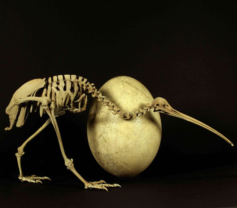 Kiwi DNA link spurs rethink of flightless birds