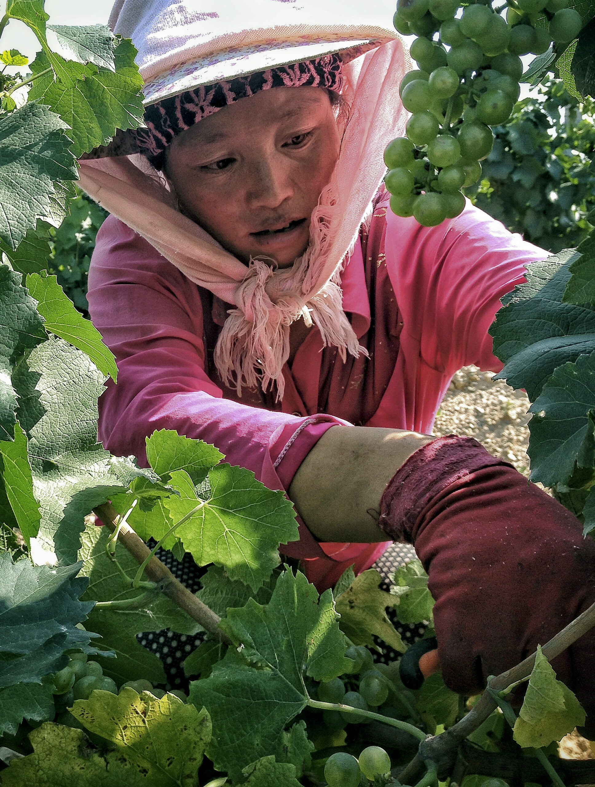 Moet bets on bubbly in China with sparkling winery