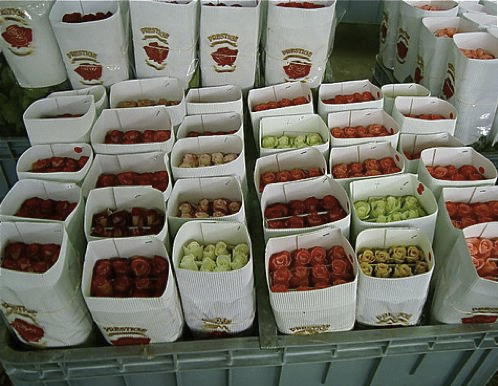 Ecuadoran roses ready for export.