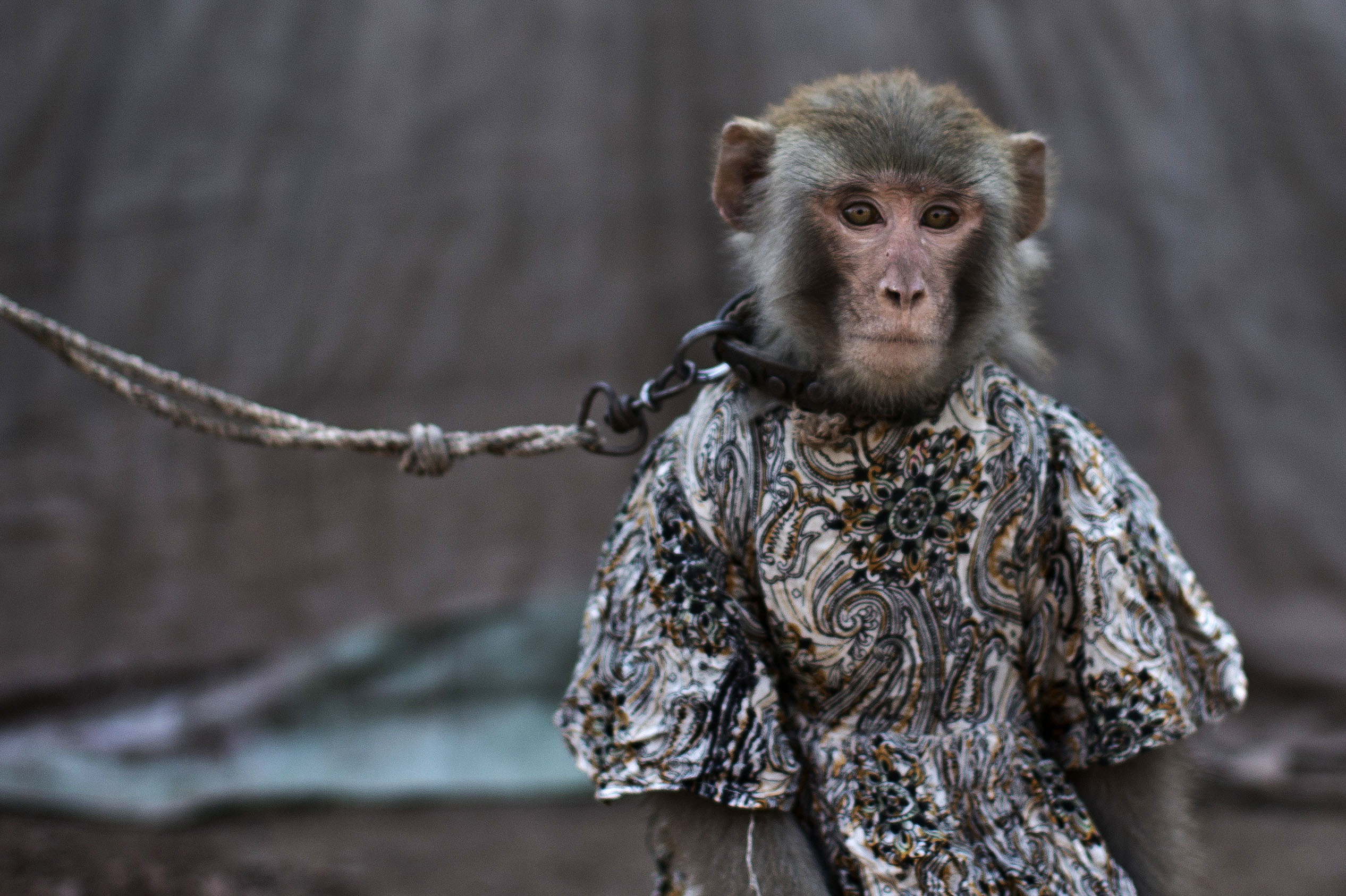 AP PHOTOS: Life of a trained monkey in Pakistan
