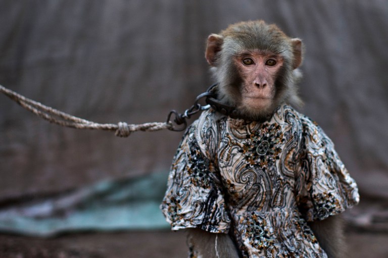 In this Tuesday, Feb. 11, 2014, photo, a trained monkey, that makes a living for her Pakistani owner by performing to a crowd in public and private places, sits held by a leash, in Rawalpindi, Pakistan. For Pakistanis who raise and train the monkeys they are an important source of income in an impoverished country, and they form a strong bond with the animals. The monkeys are usually captured in the wild when they are babies and then trained. A trained monkey can fetch 20,000 to 30,000 rupees ($190 to $285). (AP Photo/Muhammed Muheisen)