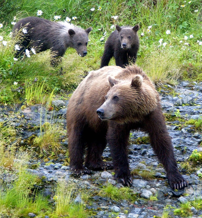 A sow and her two cubs make their way to the McNeil River falls in July 2004. New federal rules will stop certain types of bear hunting. (AP Photo/ Al Grillo)
