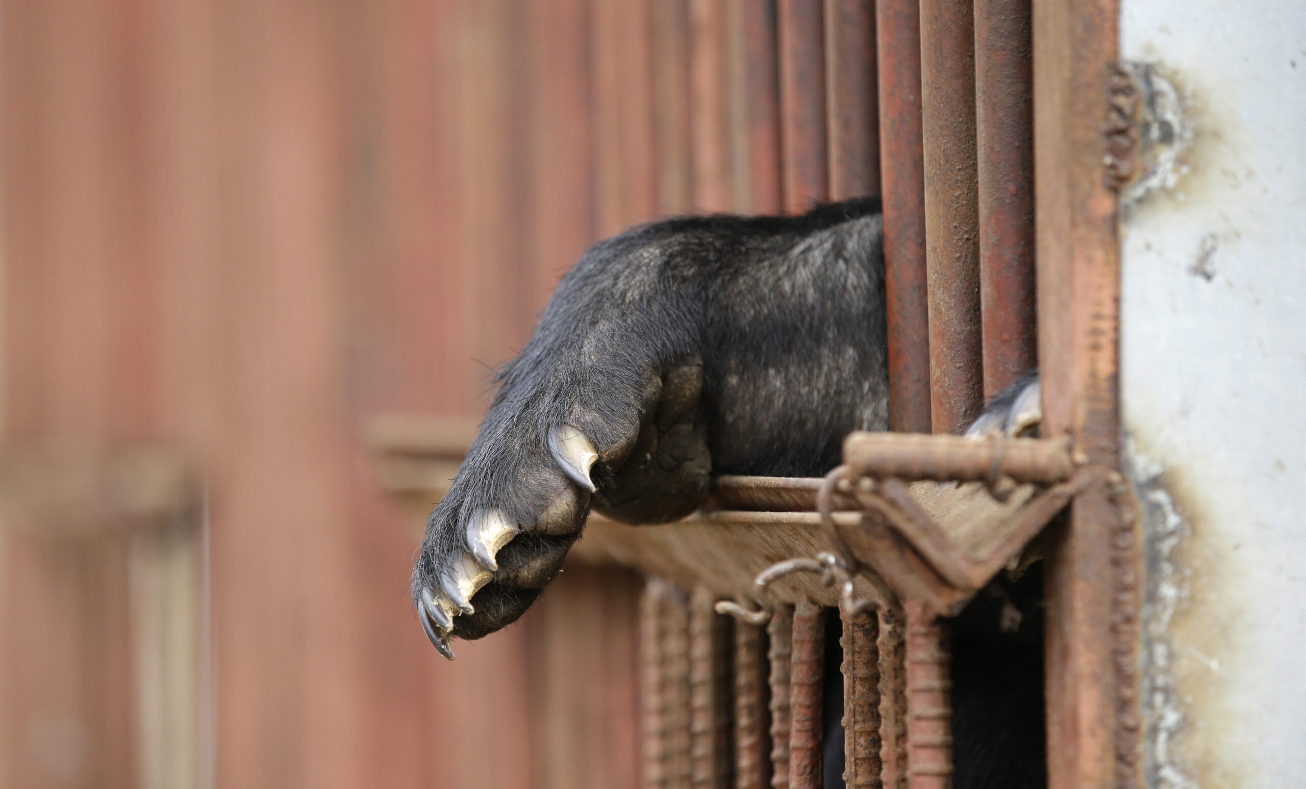 Bear bile-extracting farms near collapse in SKorea