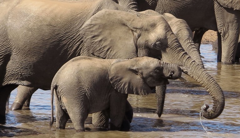 In this photo taken on Friday, Aug. 19, 2016, a herd of elephants swim and drink water in the Kruger National Park, South Africa. (AP Photo/Dolf van Zuydam)