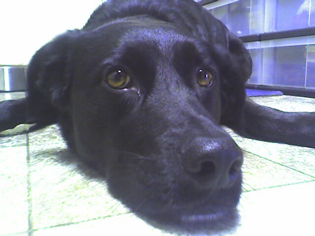 Warning: This post about a dog will make you cry