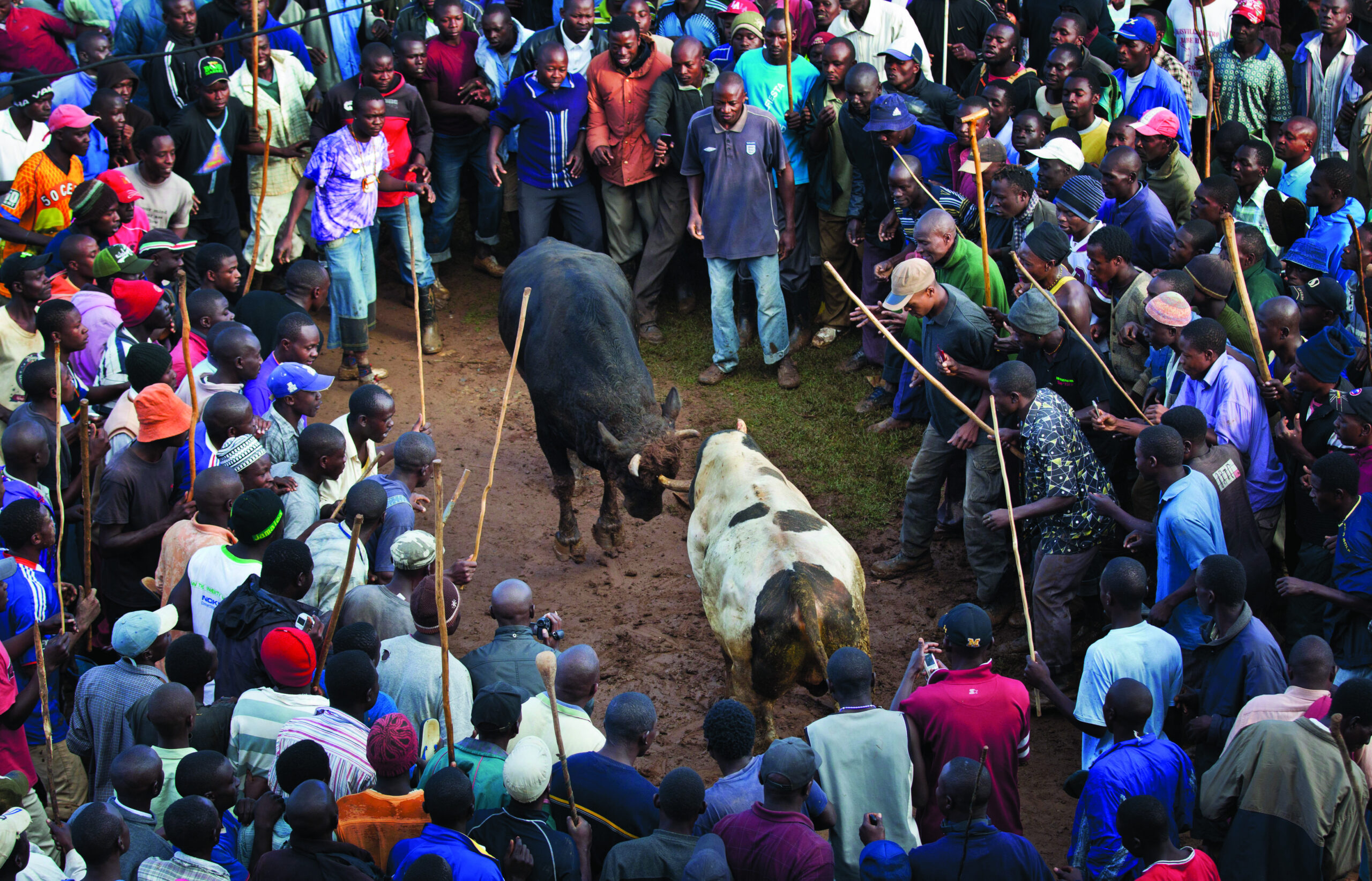 Kenya bull fight: Obama trounces Romney