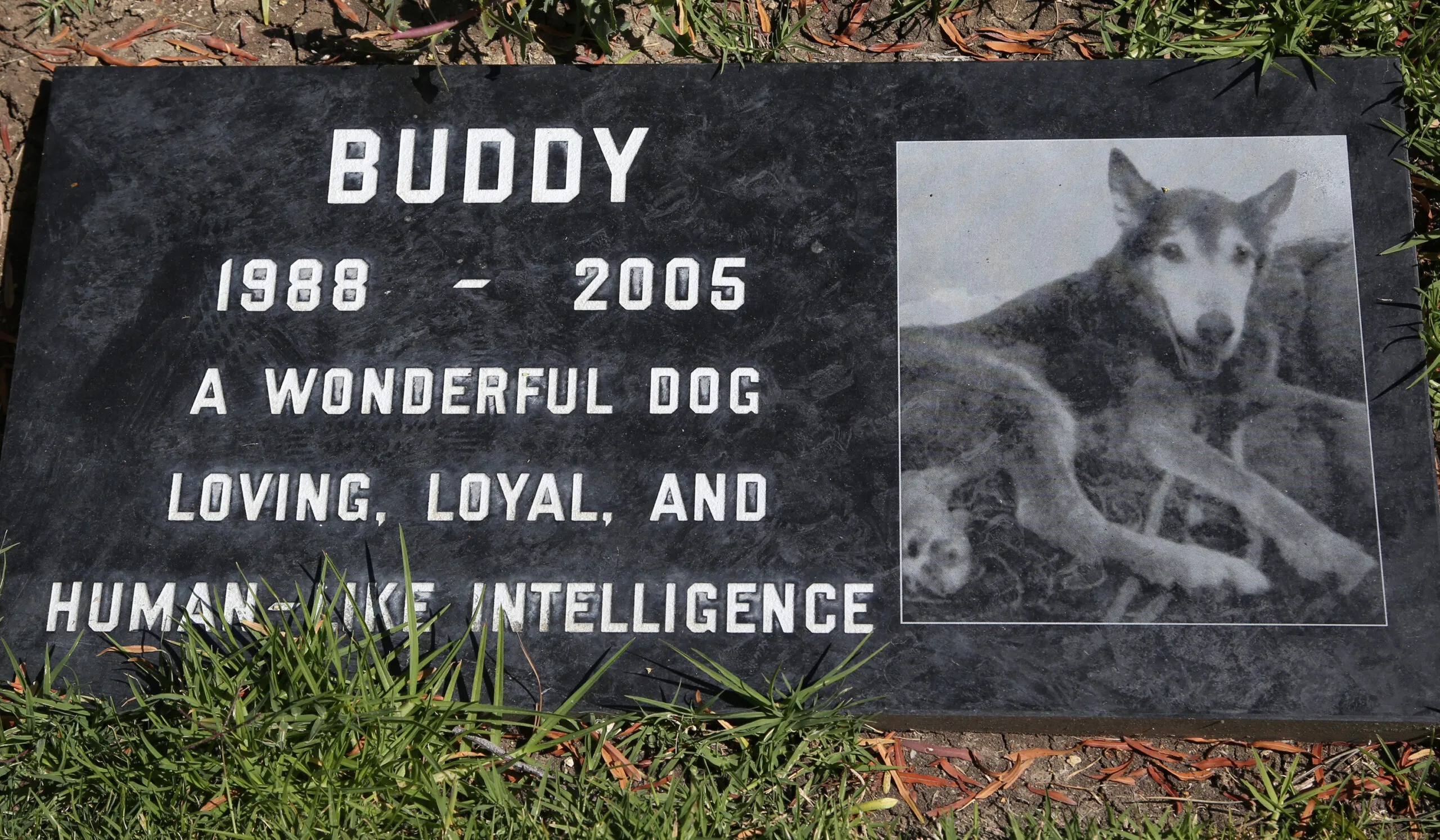 Pet burials range from bottom of sea to sky above