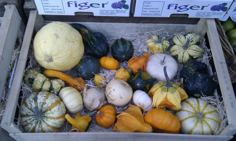 Afternoon Links: The Fall Culture Wars, Boehner Unplugged, and Dog Law