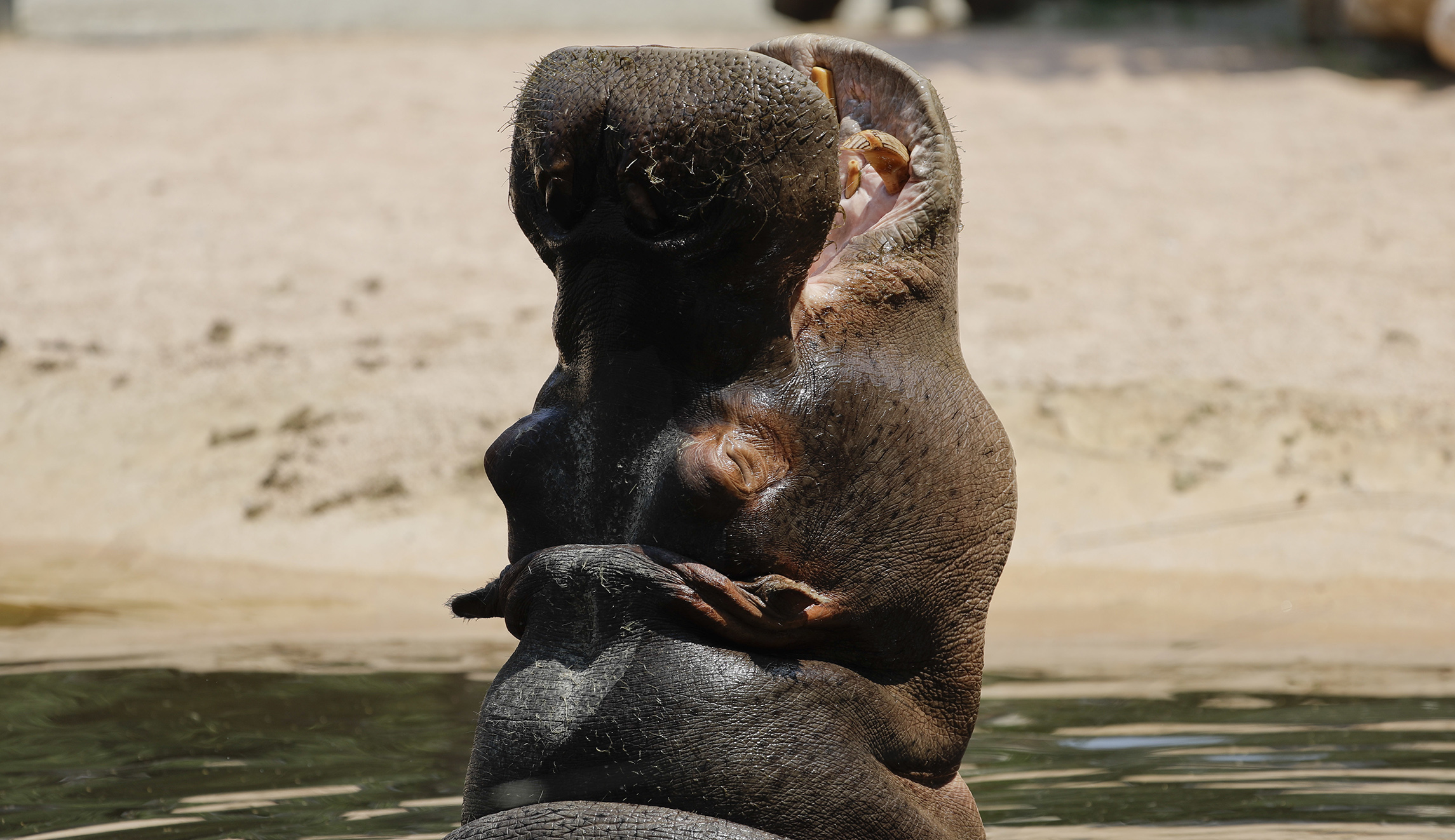 Cincinnati Zoo’s famed hippo Fiona will soon become a big sister