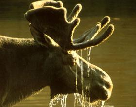 Begich: Dems Can Win in Alaska, You Betcha’!