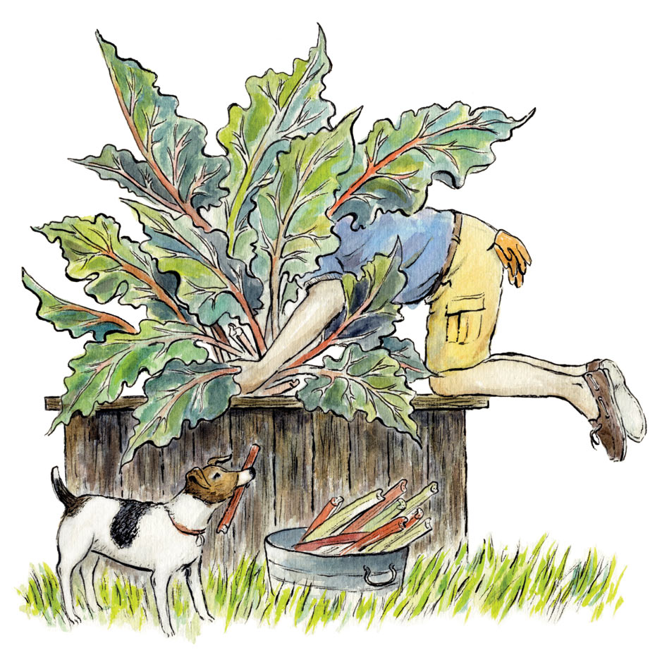 A Man and His Rhubarb