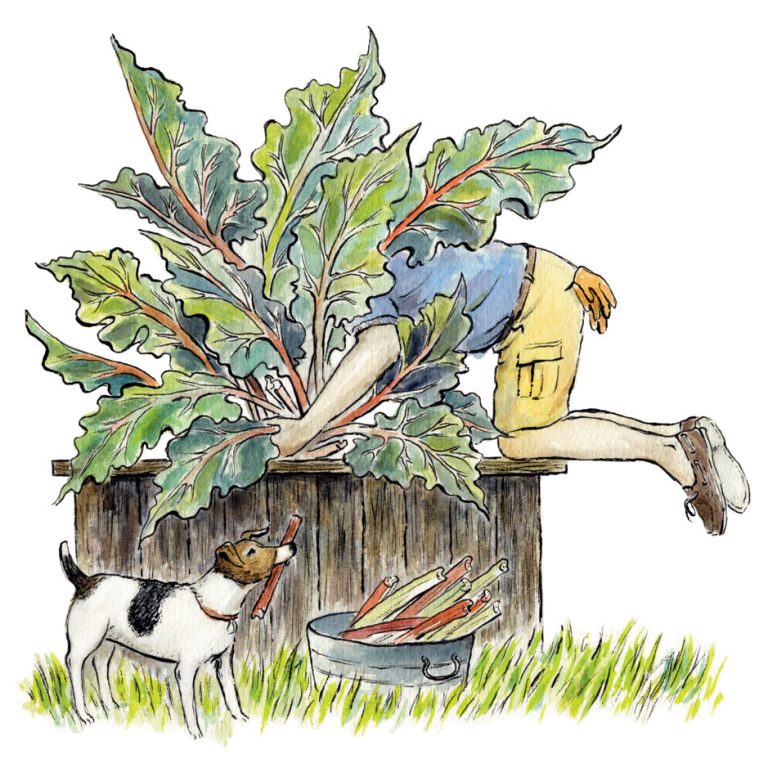 A Man and His Rhubarb