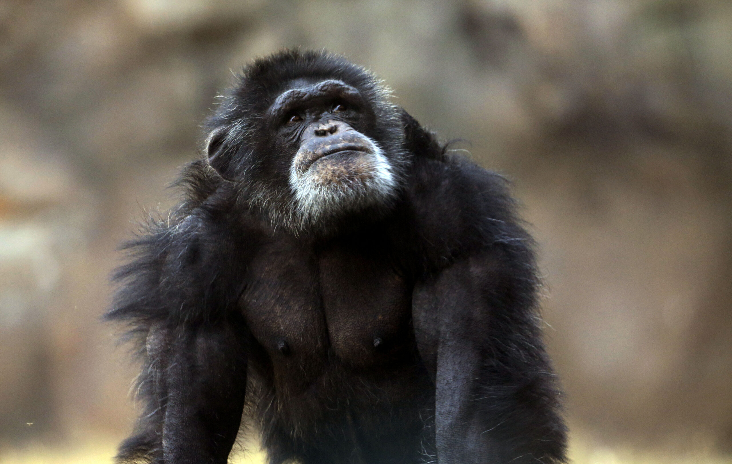Sweden: Chimps euthanized after escaping from zoo enclosure