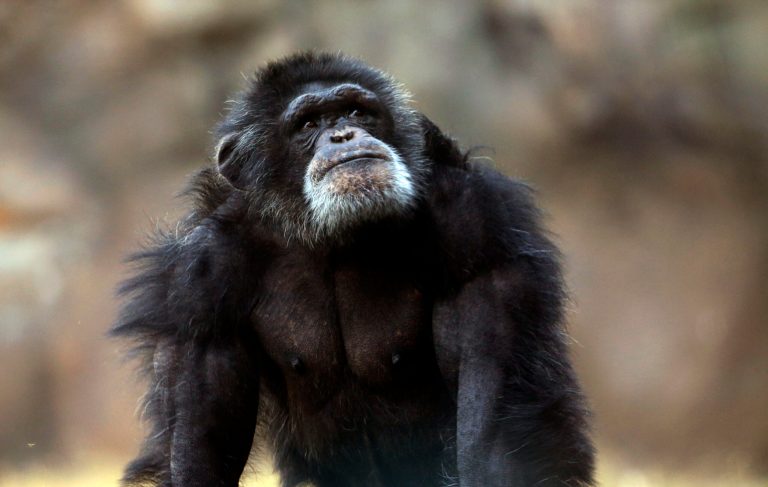 An animal rights group is asking New York courts to recognize scientific evidence of emotional and cognitive abilities in chimpanzees and to grant the animals 