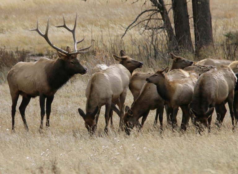 FILE - In this Oct. 1, 2006 file photo, a bull elk keeps a watchful eye on a herd of cow elk in Rocky Mountain National Park near Estes Park, Colo. Big game hunting means big money for businesses across Colorado as the state's nearly $1 billion hunting industry opened its first rifle season Saturday. It's now prime time for elk hunting as hunters don their camouflage and orange and go deep into the woods and their pockets to stalk big game. According to the Fort Collins Coloradoan, hunters can spend thousands of dollars for guided trips from local outfitters, and nonresident hunters pay $600 for an elk license. State officials say businesses that cater to hunters and fishermen bring in an estimated $2.8 billion a year. (AP Photo/David Zalubowski, File)