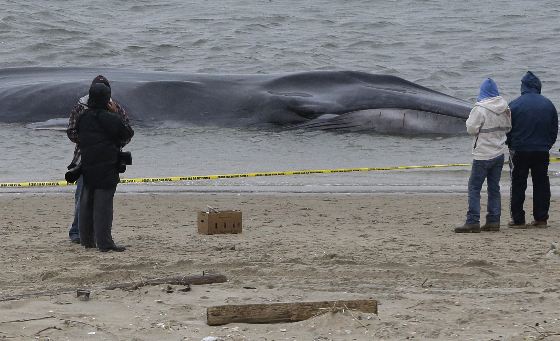 Official: Endangered whale beached in NYC is dead