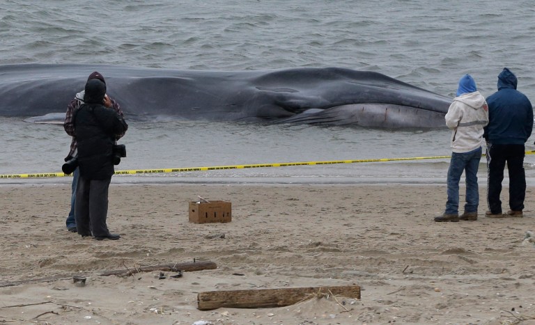   Curious onlookers inspect an emaciated 60-foot finback whale that beached itself in the Breezy Point neighborhood of the Rockaways in New York, Wednesday, Dec. 26, 2012. Biologist Mendy Garron says it's unclear what caused the whale to beach itself, but its chances of survival appear slim. (AP Photo/Kathy Willens)  