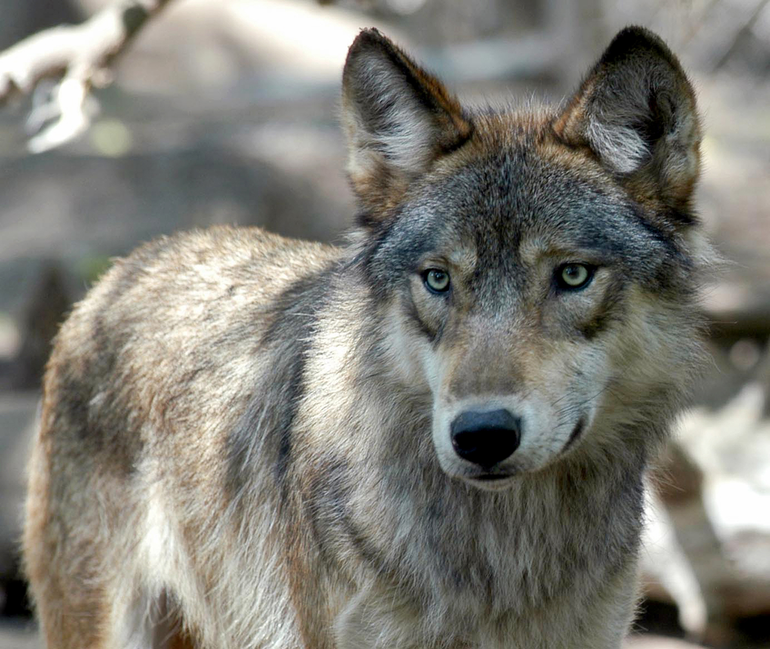 Court gives environmentalists a defeat over gray wolf protection