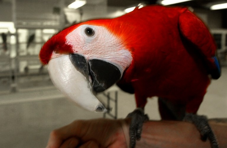 The Fish and Wildlife Service removed the turquoise and scarlet-chested parrots from the endangered species list. (AP Photo/Danny Johnston)