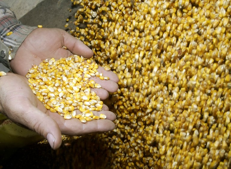 ** FILE ** In this Sept. 12, 2007 file photo, corn farmer Keith Witt checks the freshly harvested corn as it is transferred to a holding bin in Warrenton, Mo. An informal coalition of oil refiners, environmentalists and food processors aims to convince lawmakers that rising output of the corn-based fuel is making food more expensive worldwide by siphoning off livestock feed supplies and discouraging U.S. farmers from planting other critical crops, such as wheat and soybeans. (AP Photo/Tom Gannam, file)