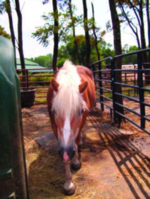 Police: Horse stabbed in April attacked again