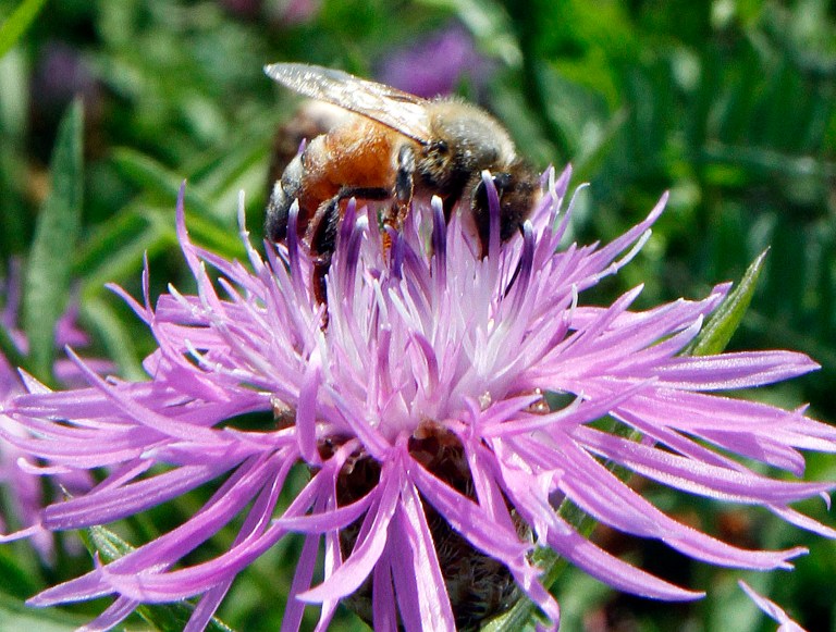 FILE - In this July 5, 2011 file photo, a bumblebee alights on the bloom of a thistle in Berlin, Vt. Increasingly sick domesticated honeybee populations are infecting the world's wild bumblebees, a new study in the journal Nature finds. It's a problem because wild bees, which are doing far worse than their managed cousins, handle a big chunk of pollination for food, such as coffee, tomatoes and blueberries. (AP Photo/Toby Talbot, File)