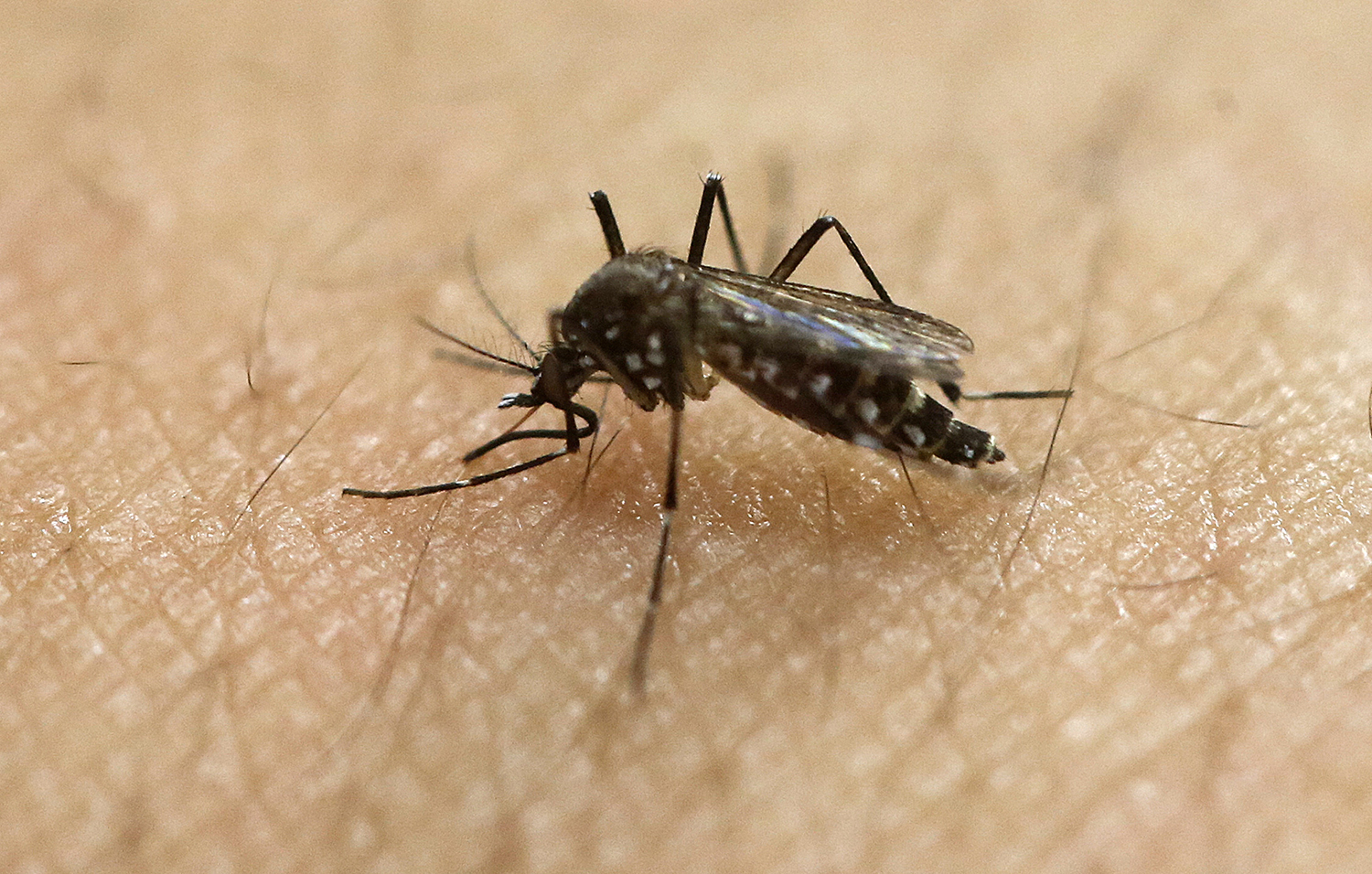 Second U.S. baby dies from Zika