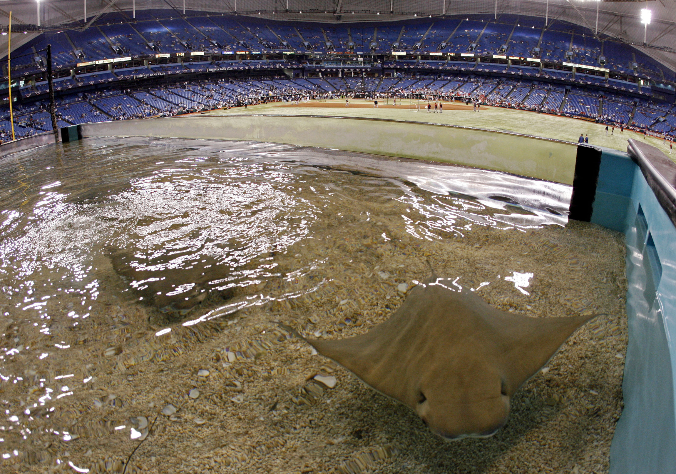Devil ray may go on the endangered list