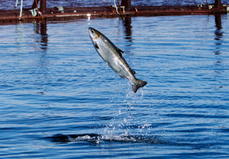 Green group wants the agency to do something about high temperatures that are killing off Oregon salmon. (AP Photo/Robert F. Bukaty)