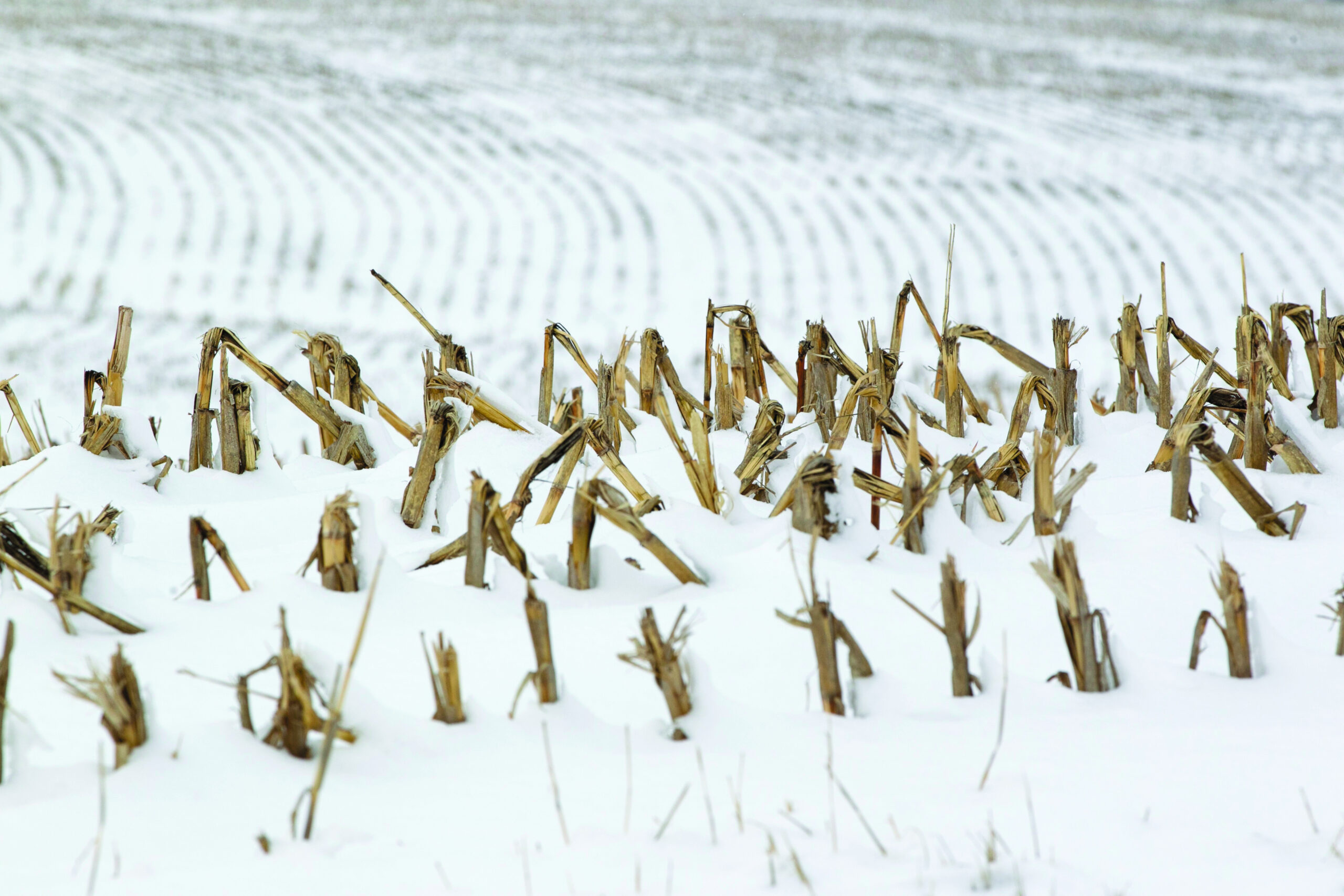 Extraordinary snowfall needed to relieve drought